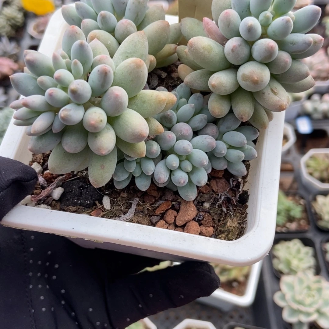 7233婴儿手指多肉植物