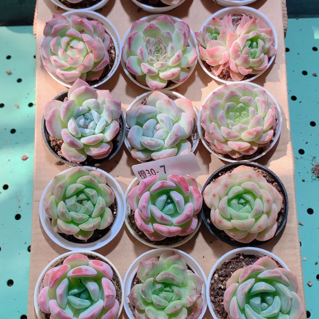 30-7一物一拍带盆18颗