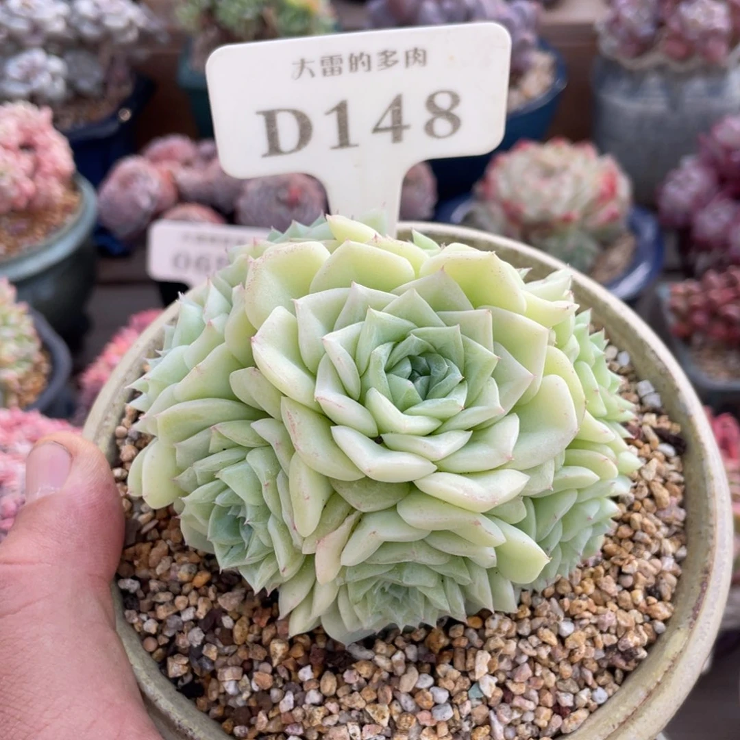 148白天鹅不带盆10厘米