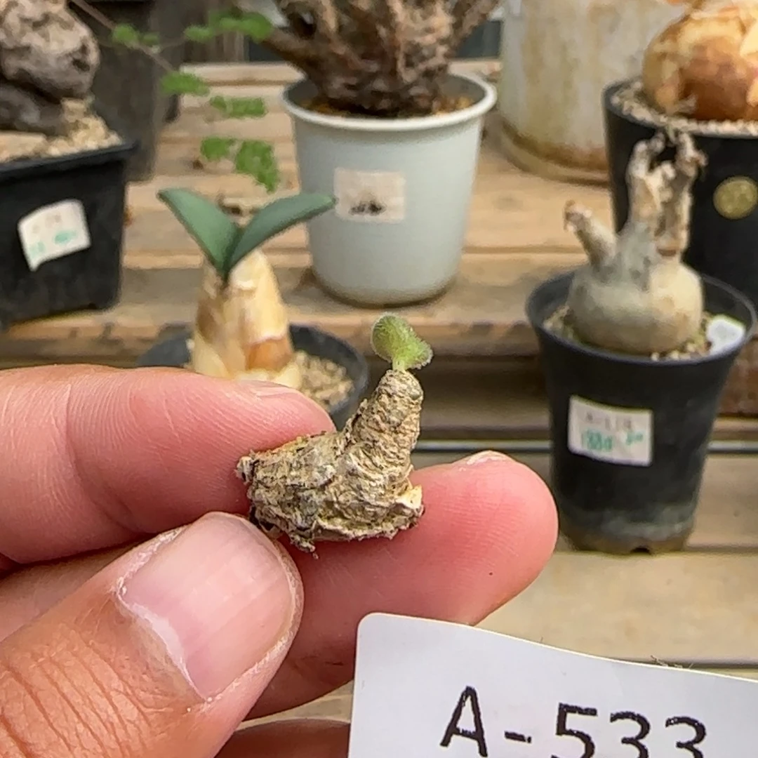 533薛辉奇峰锦满50包邮