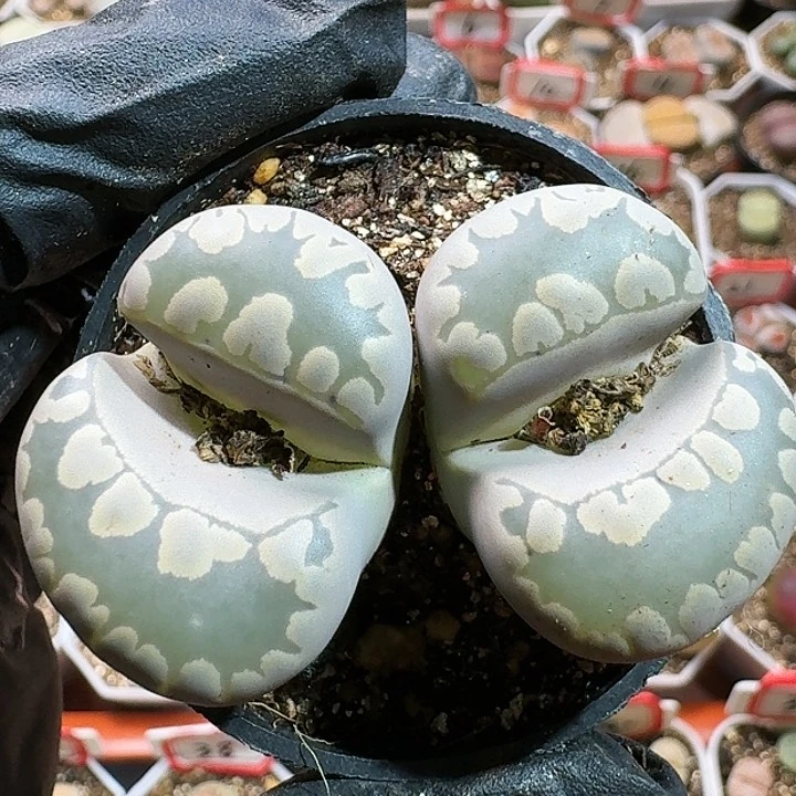 生石花12555。 102