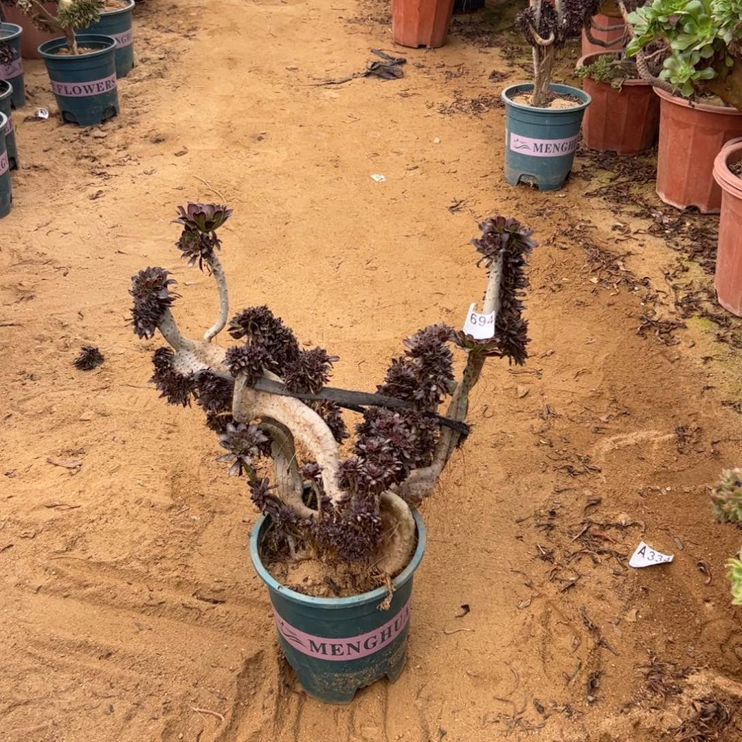 有伤黑缀694官府37