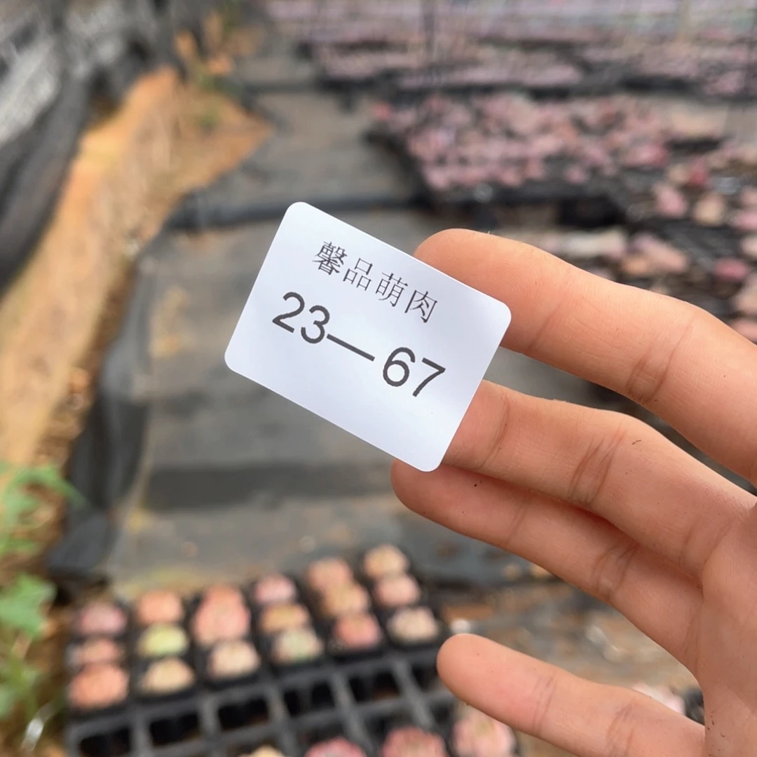 梦**鹿小白盆一物一拍