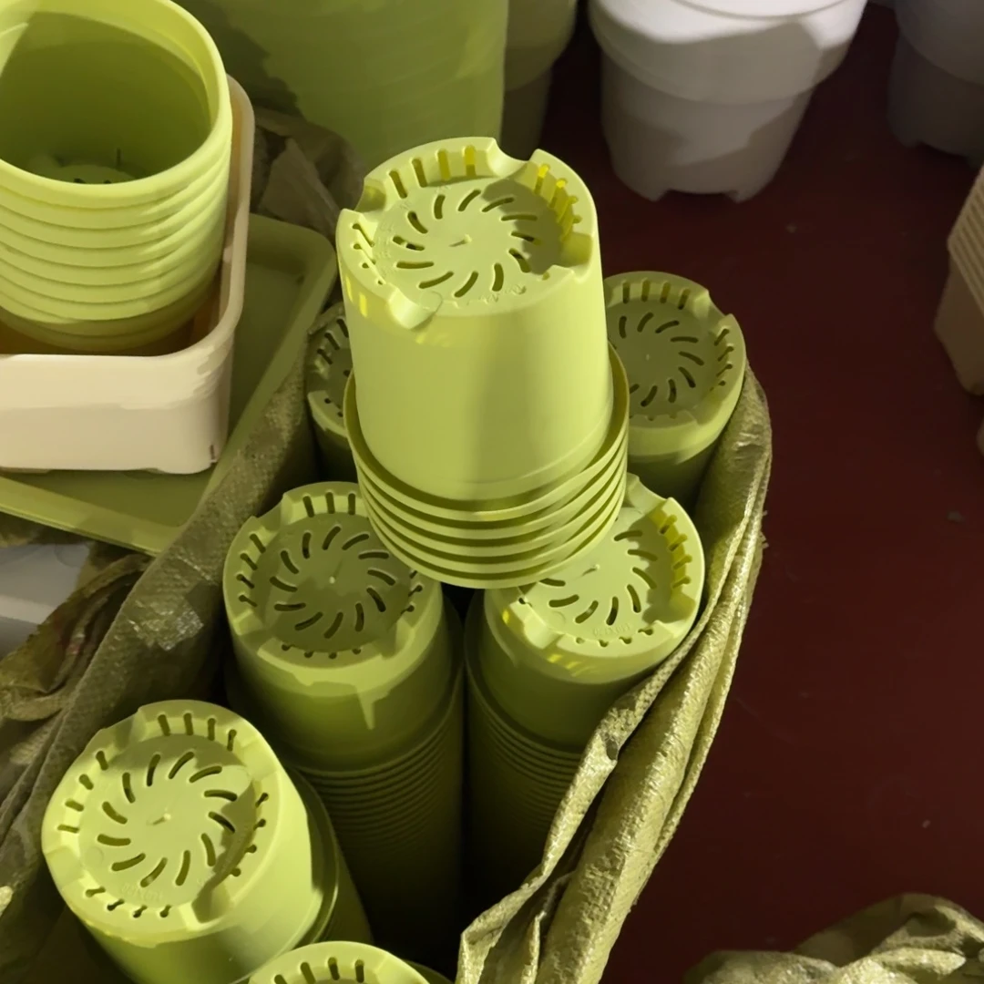 四季1号10个果绿色的口径14高12