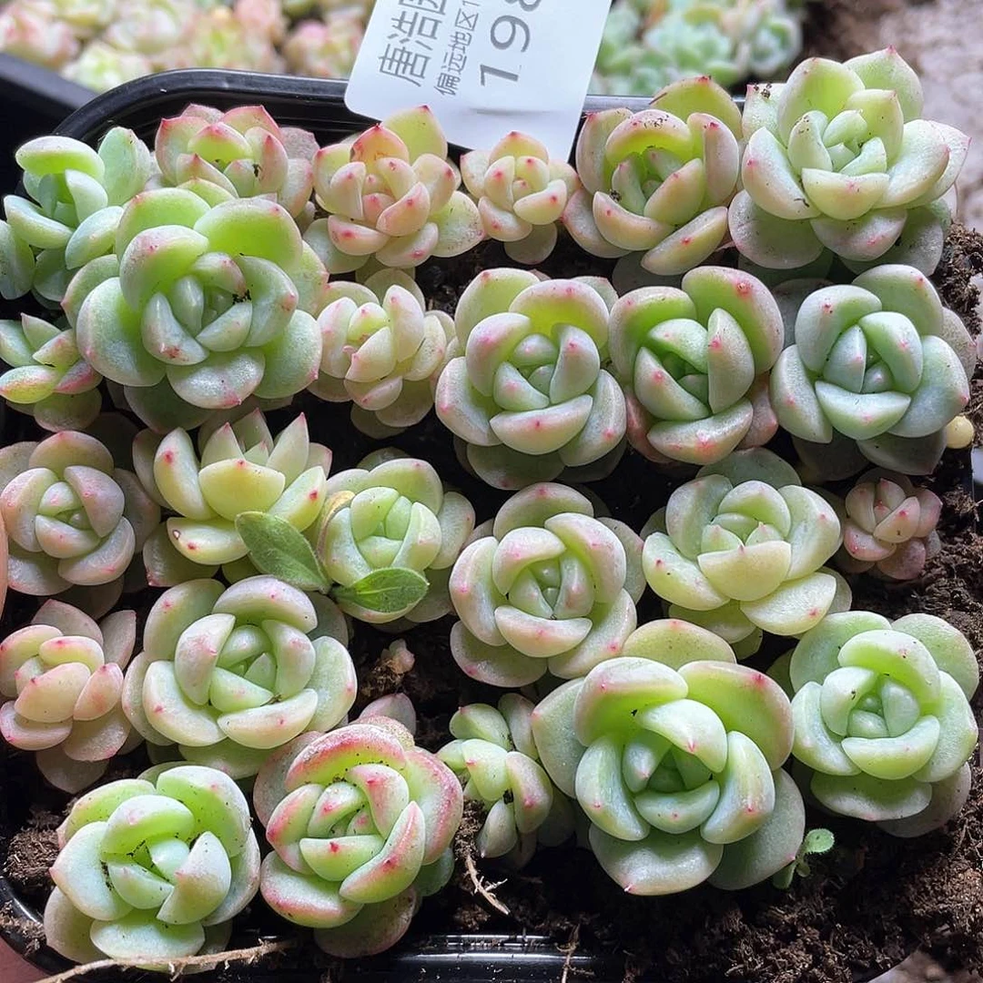 珍妮混cz一物一拍198