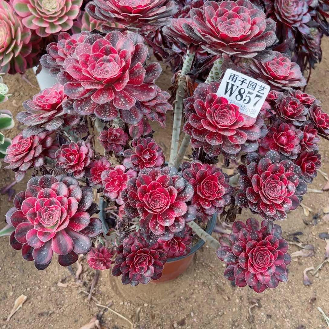 857香奈儿尺寸30左右