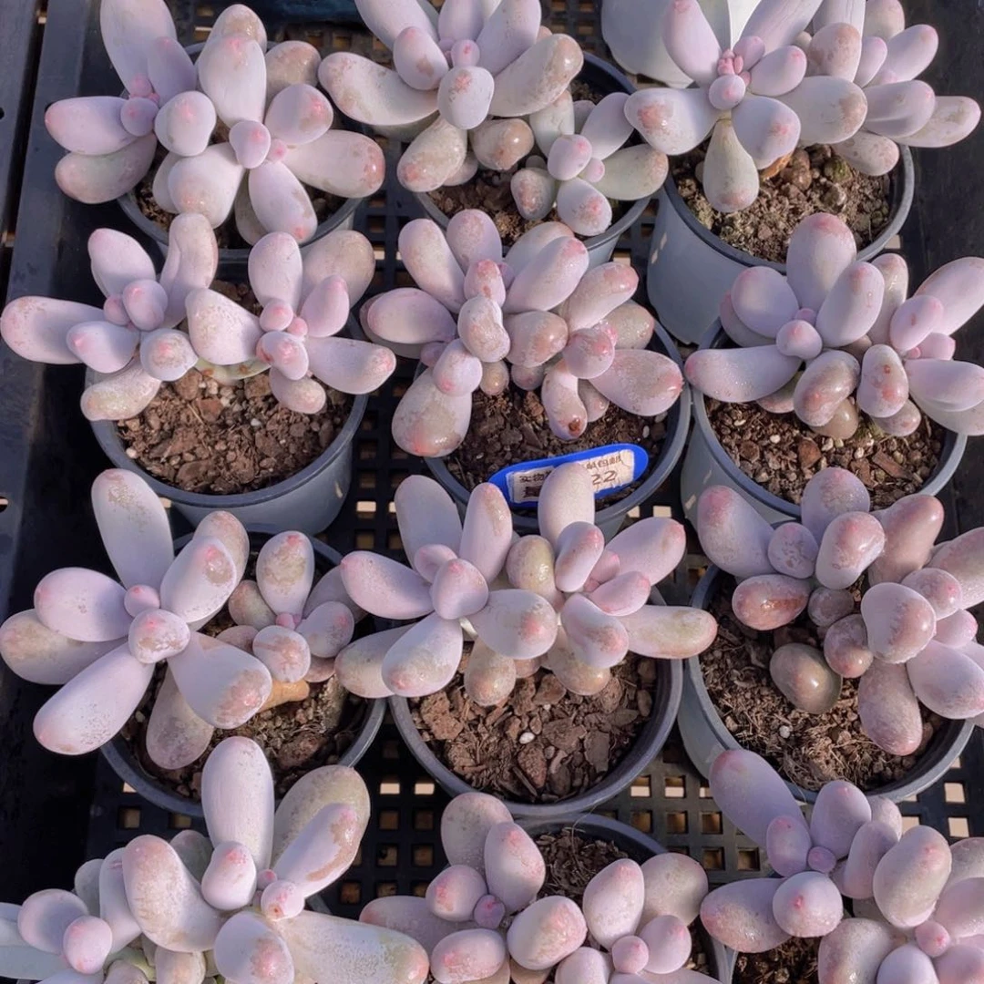 量拍122号 米可奶多肉双头一个