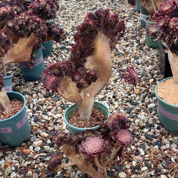 两个铜壶缀脱土发货啊