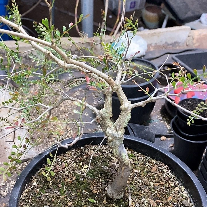 孤品实生矮瘤满瘤象足漆树杆粗 2.4cm