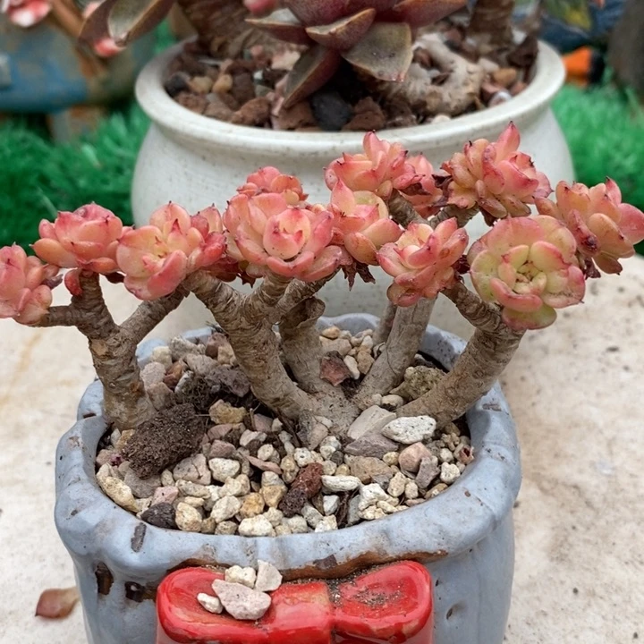 蜡牡丹整无砍多肉