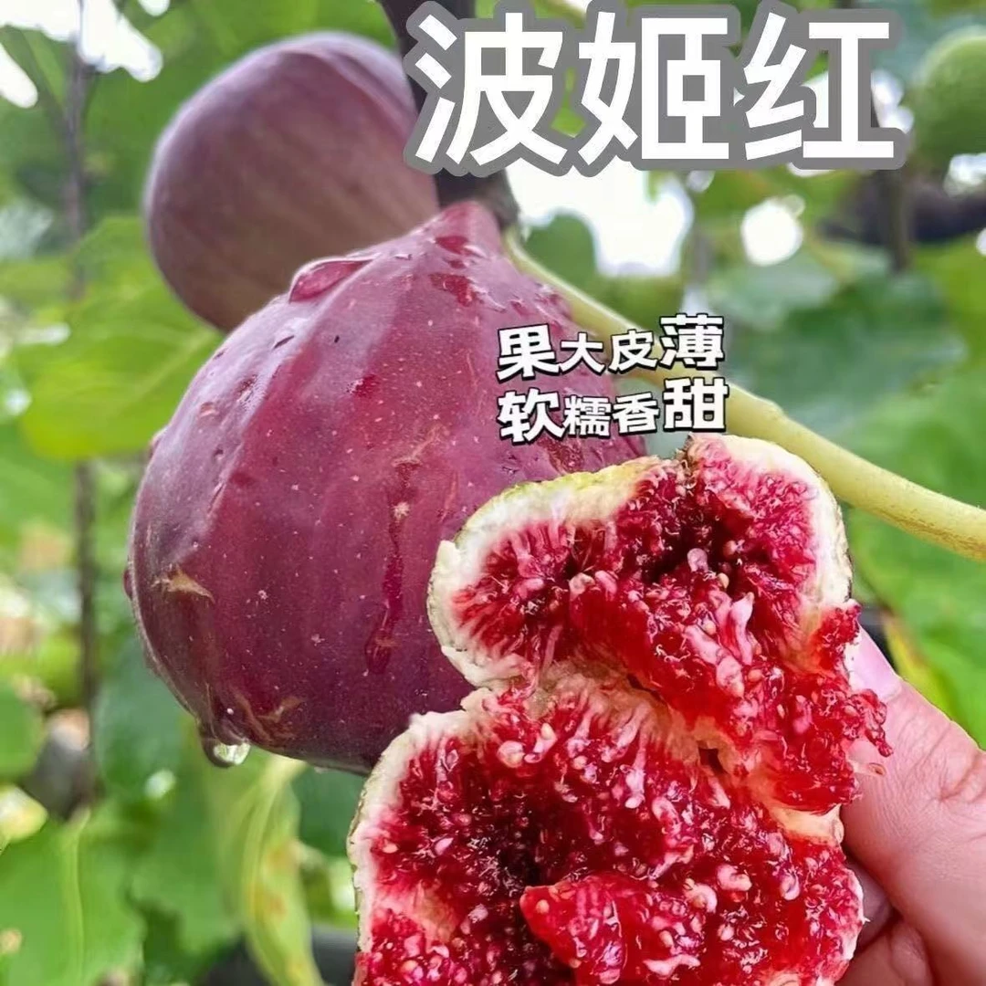 无花果树苗盆栽地栽南方北方种植生长果苗水果树苗无花果叶水果苗