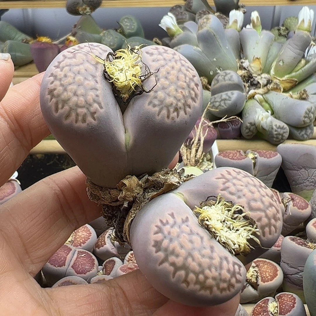 2832 生石花部分有伤长腿清货不售后