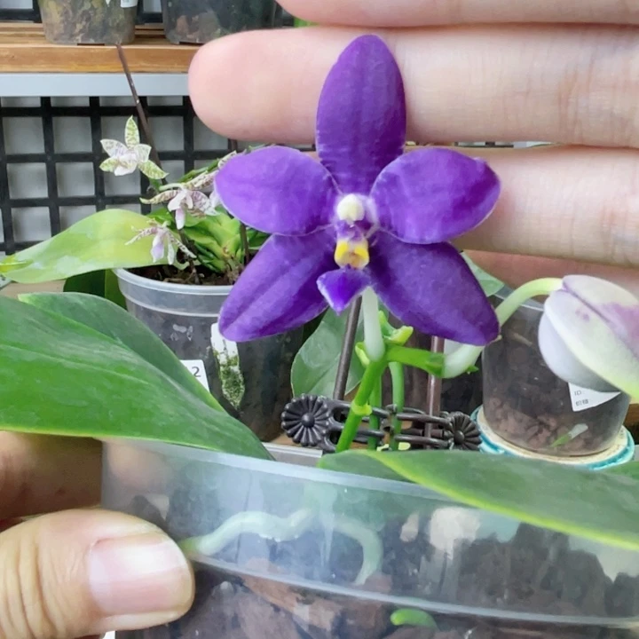 完全开放柳林3640-1746