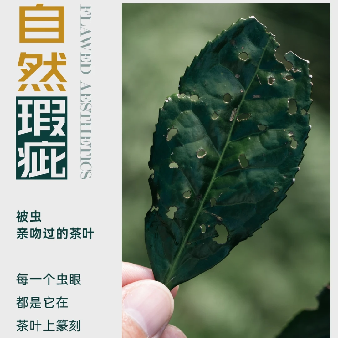代拍3000荒野白茶