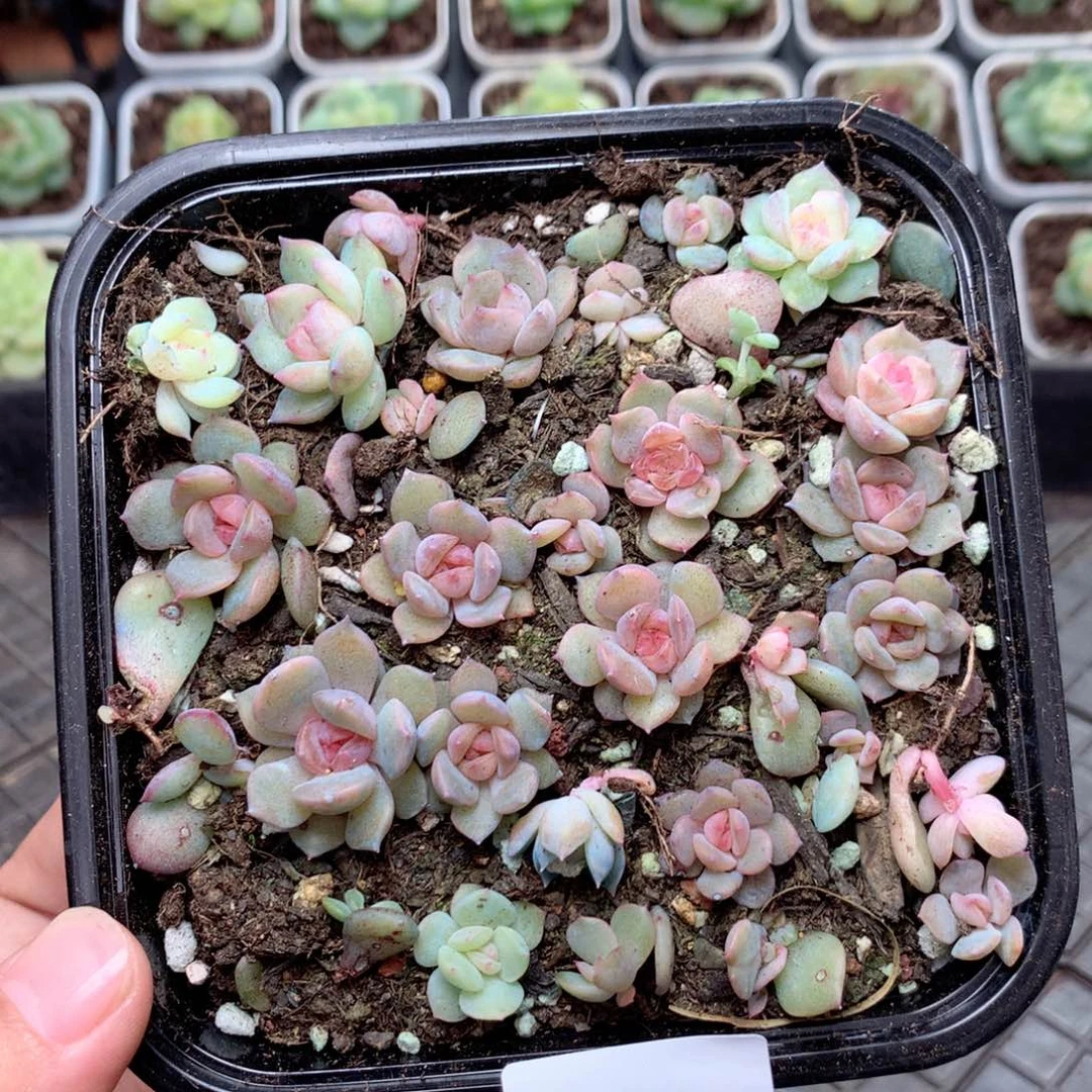 无花朵F72英语英语