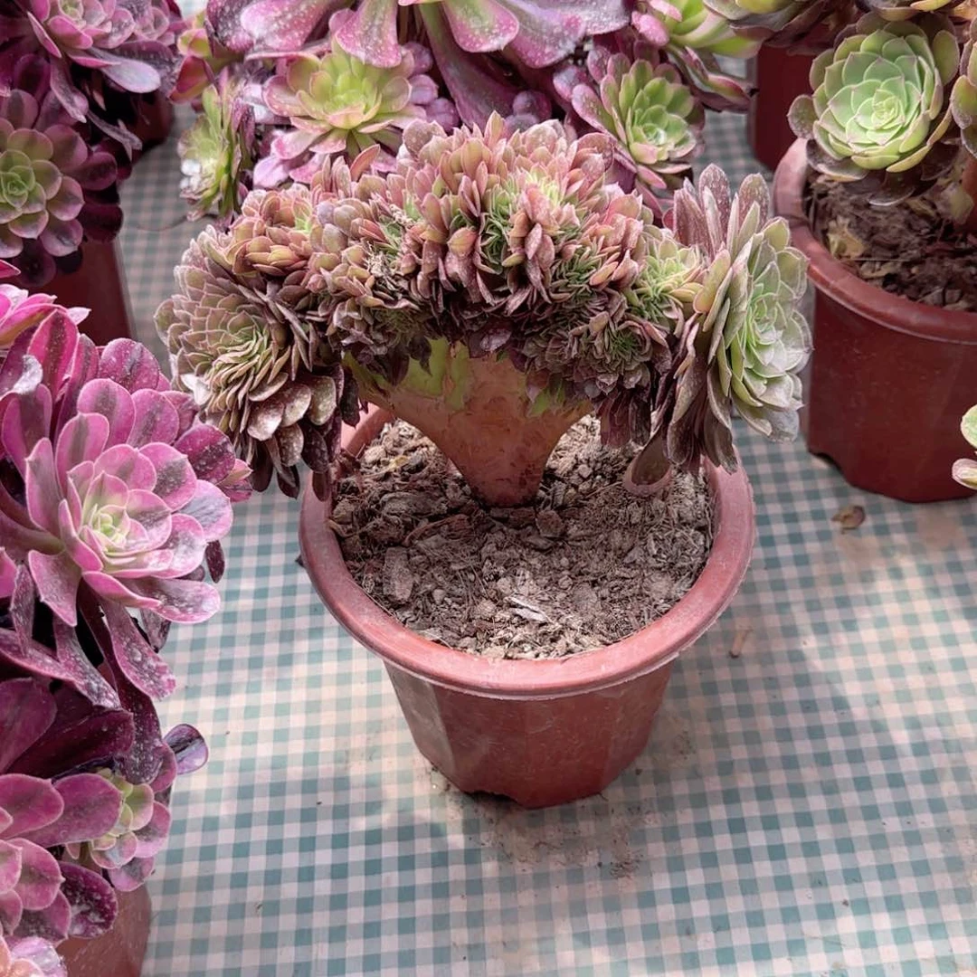 无花朵宝****✨小号万圣节法师板缀