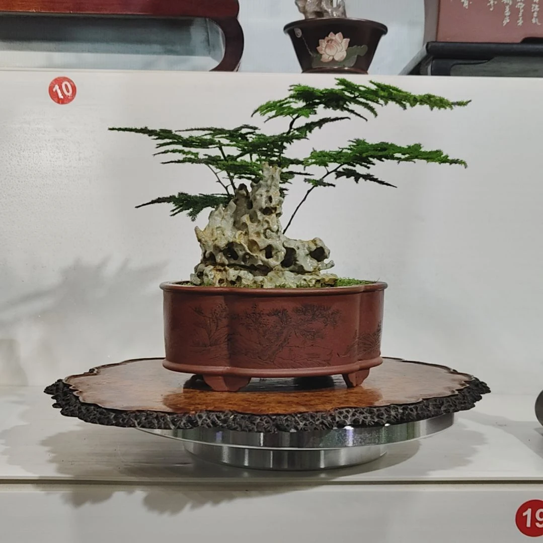 落***秋无花朵盆景，云竹，九龙壁蜂窝石