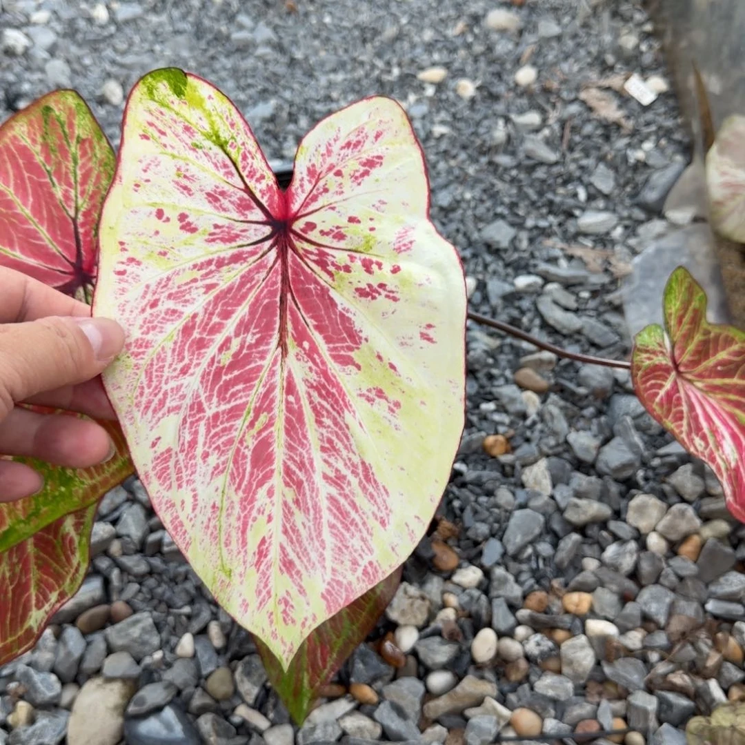 无花朵花天使 s003