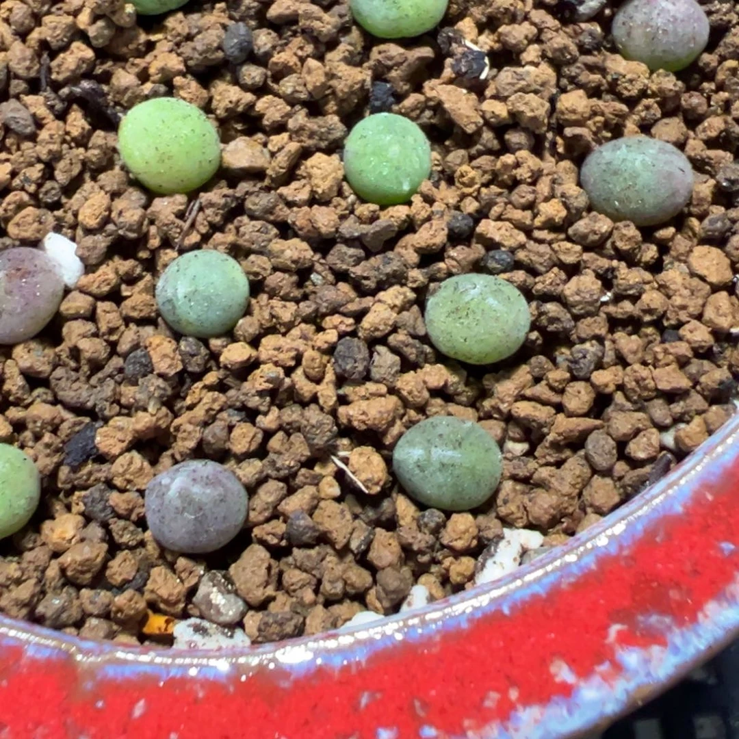 13-239量拍肉锥2颗