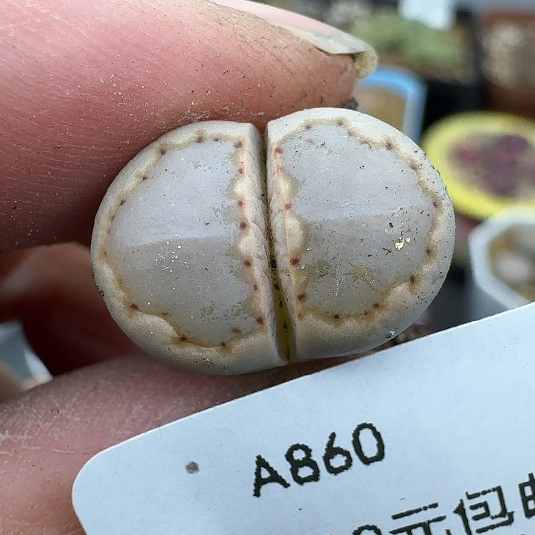 860多肉经济哈哈哈哈就