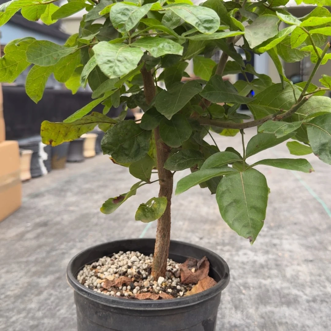 匸***_米德尔哈哈哈哈哈