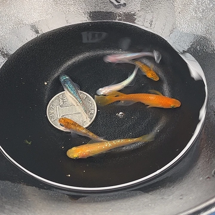 青鳉鱼随机星光7条1号
