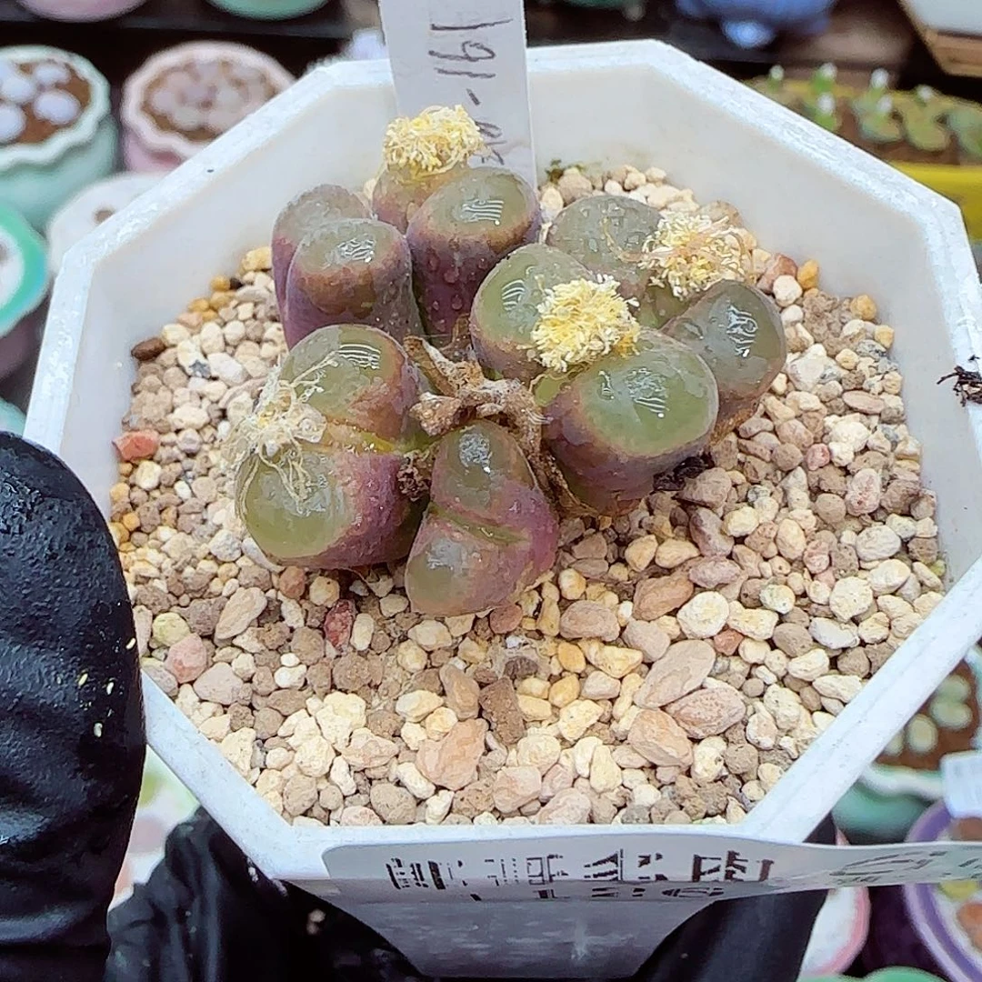 生石花满18包邮1126-68