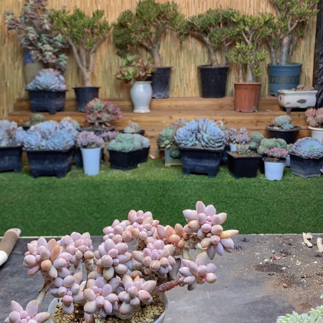 糖***朵D255号婴儿手指