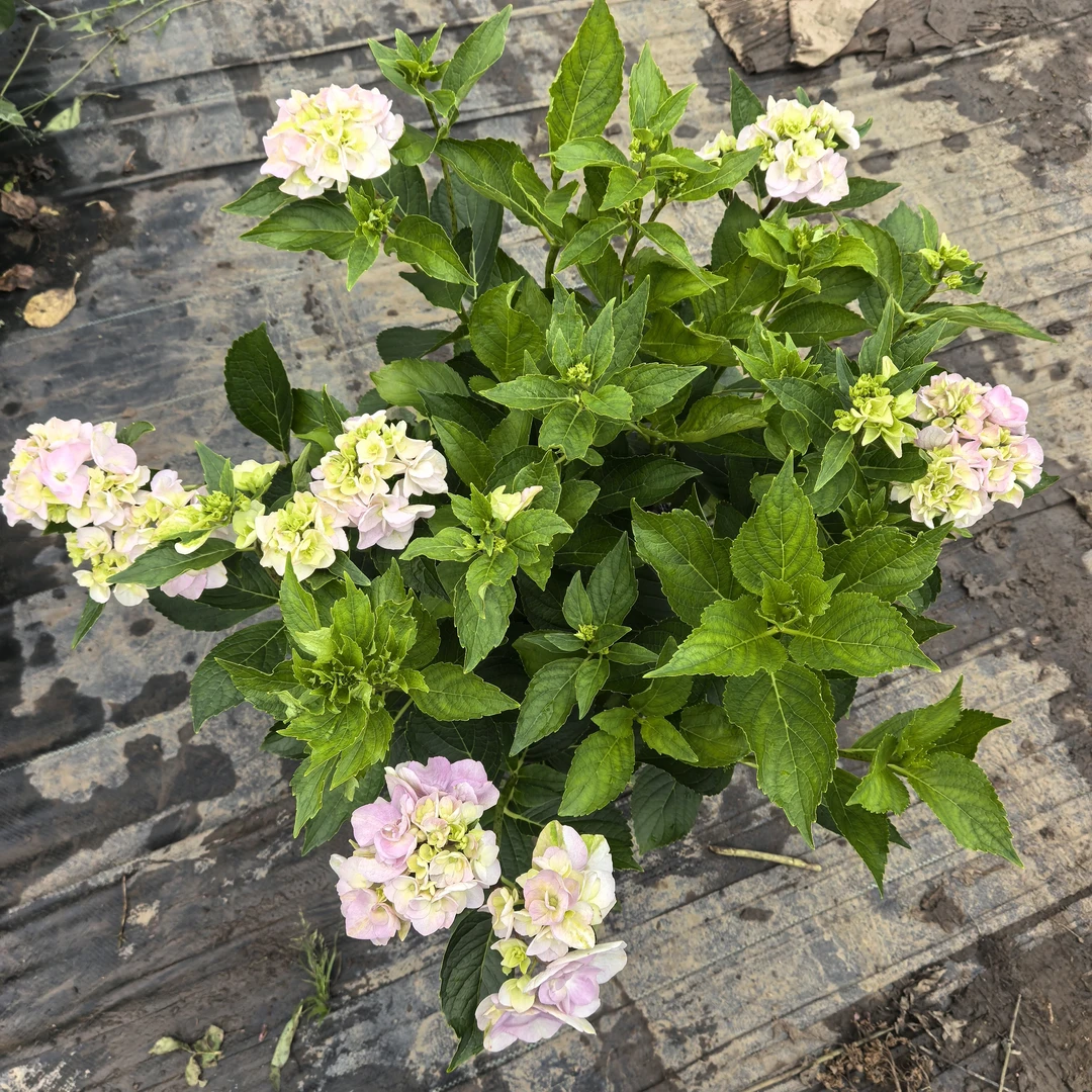 钢琴丝5加仑耐寒耐热花园庭院阳台室内室外盆栽地栽绣球花