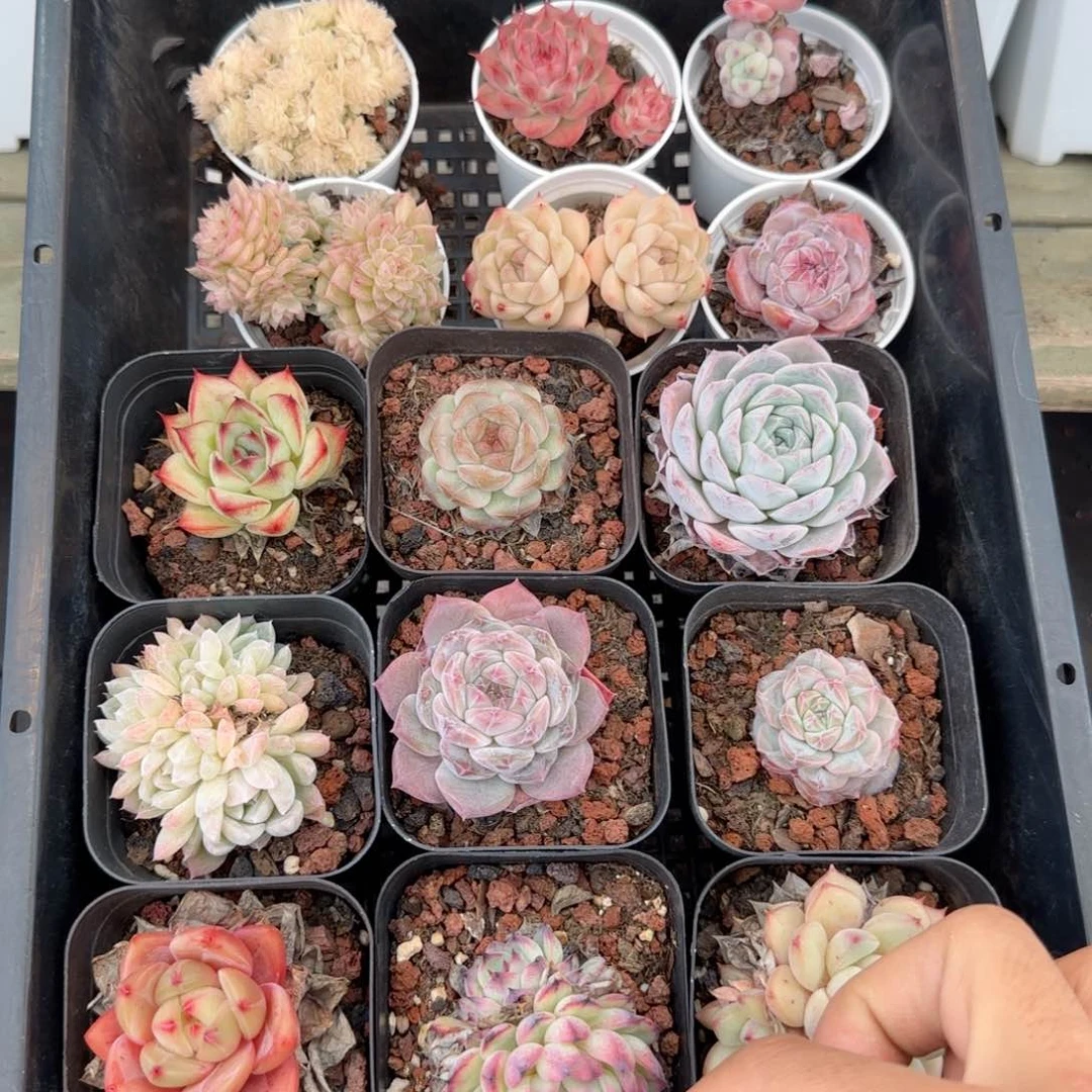 框拍框拍框0118-83