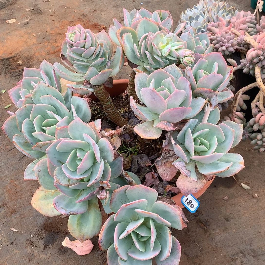 180凤一物一拍多肉