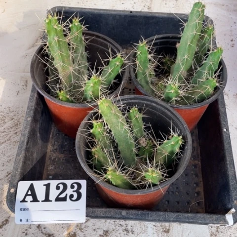 美花角毛花柱a 123