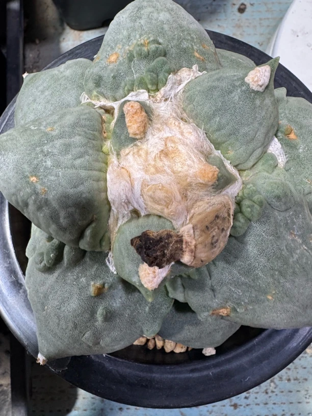 大型怒涛牡丹自根，冠幅13厘米