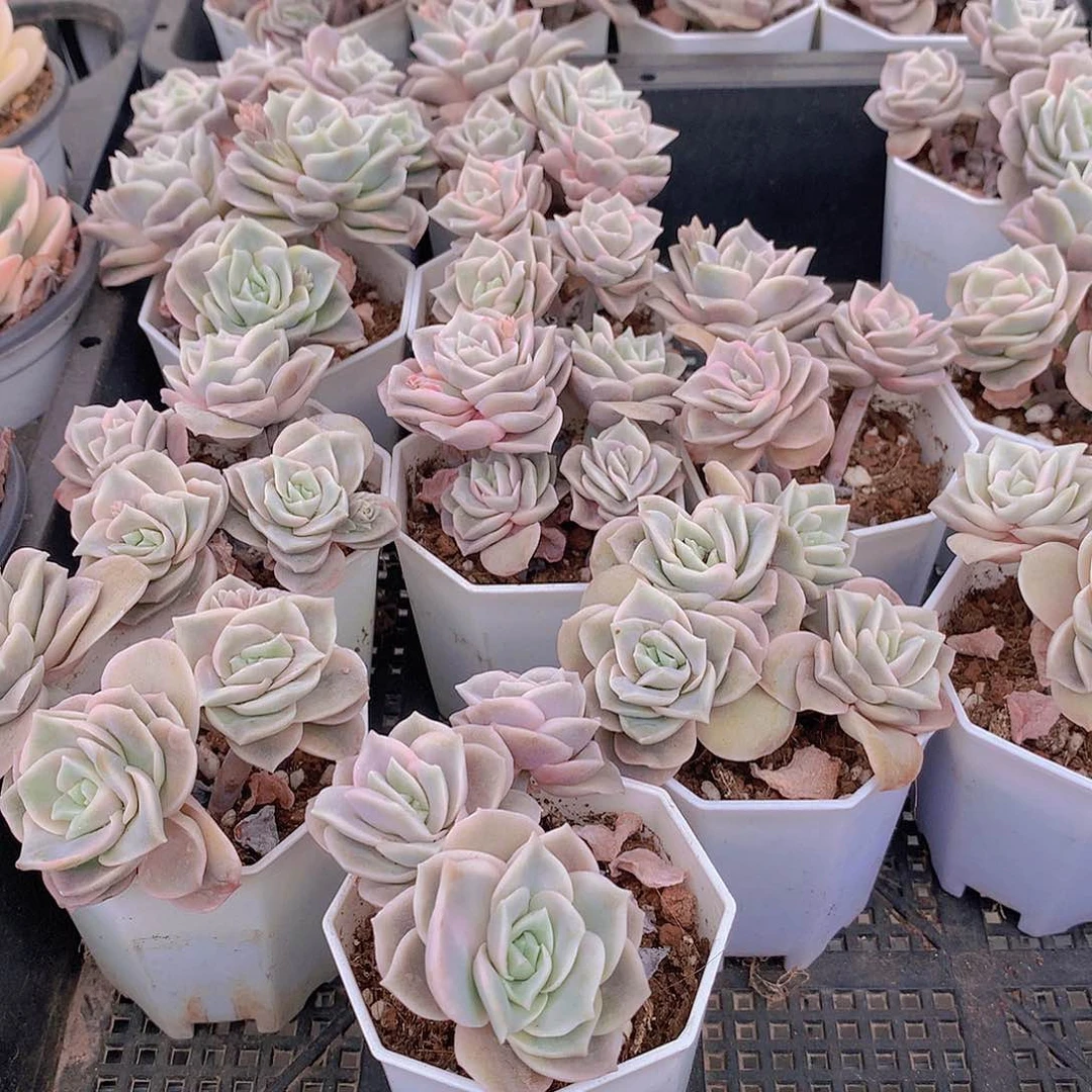 两颗可爱玫瑰23567889900000