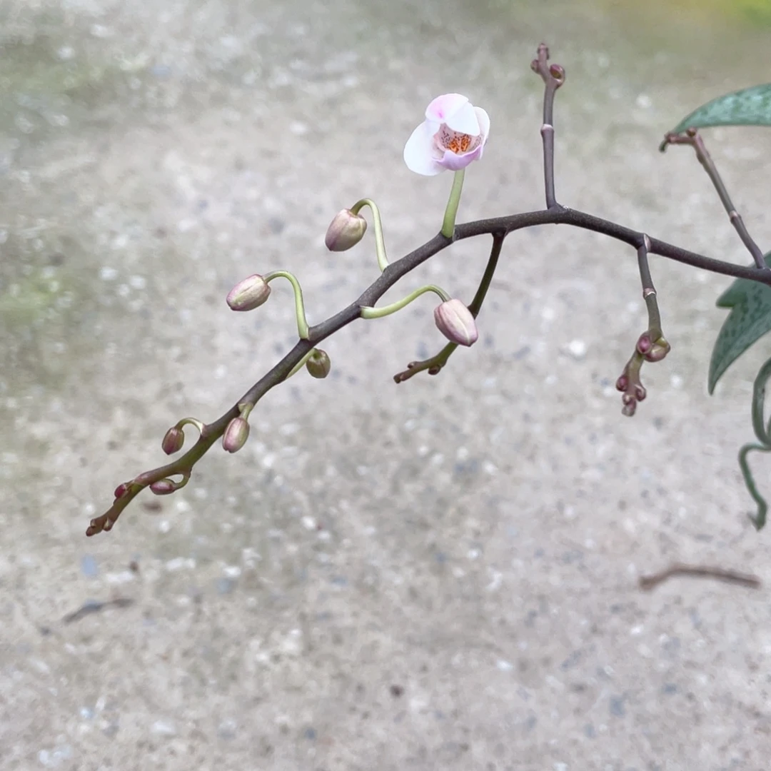 当前无花栽培后可以开花