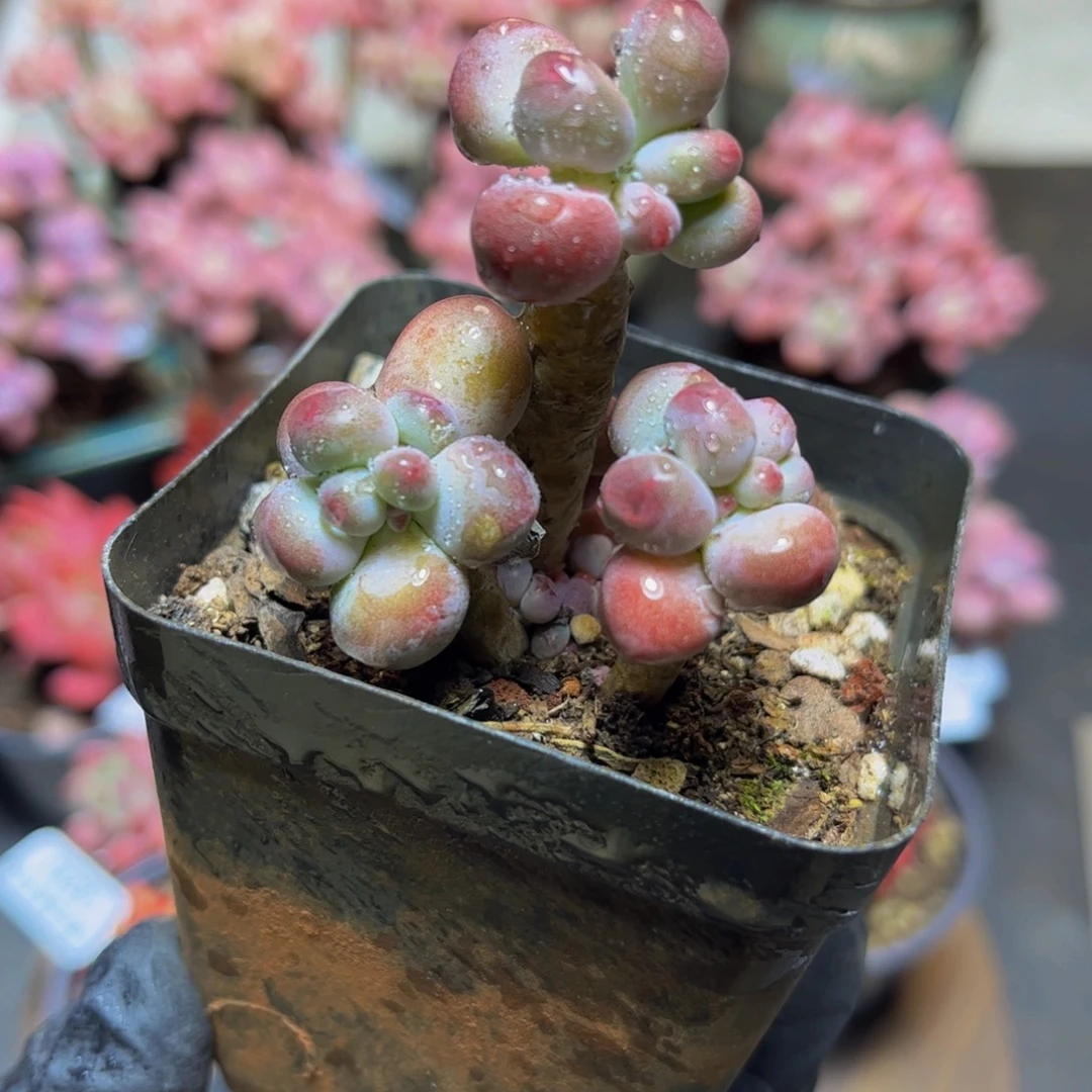 237一代苹果奶4厘米多肉