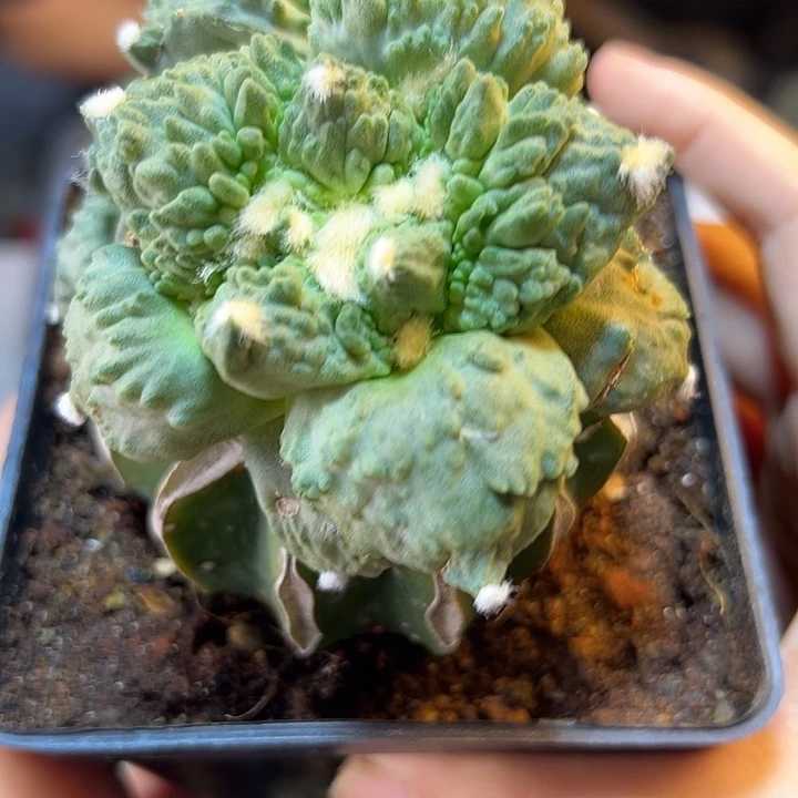 晚19号苗接炸尤怒涛6.5公分带仔