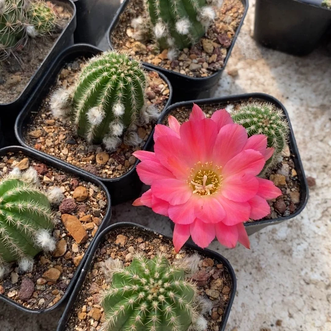 【闪购商品】阳光30