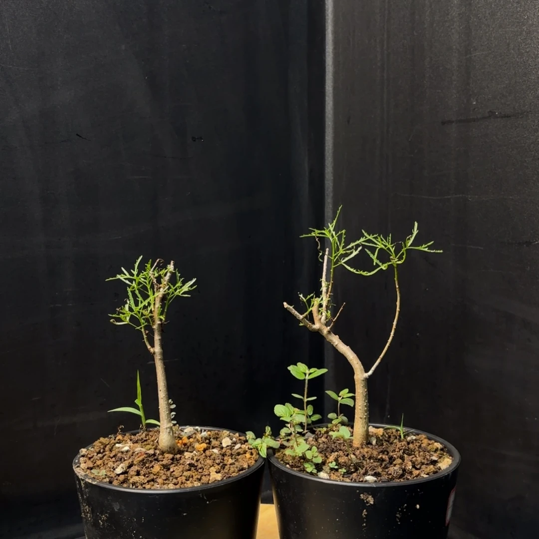 飞羽没药十二骑士