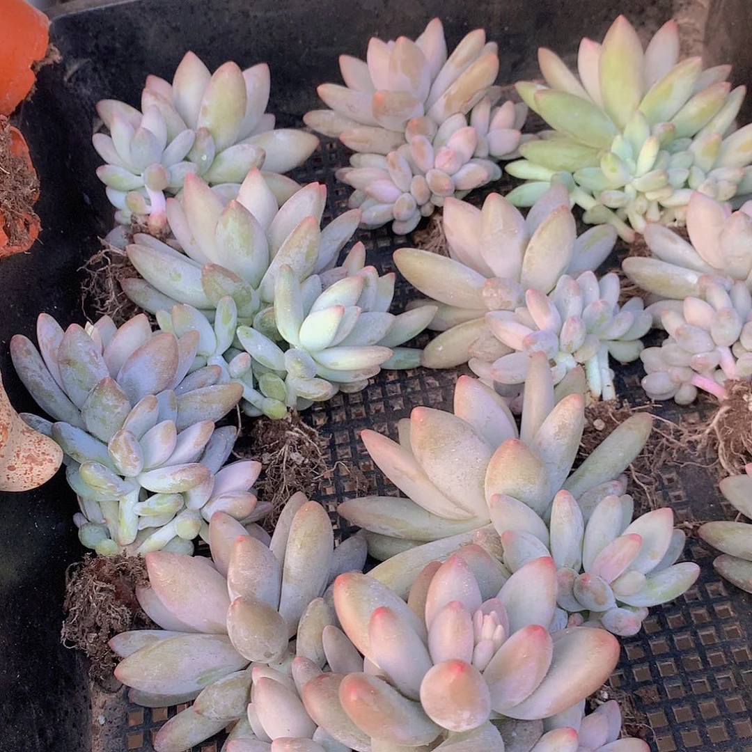 白兰地潜力股456788999000