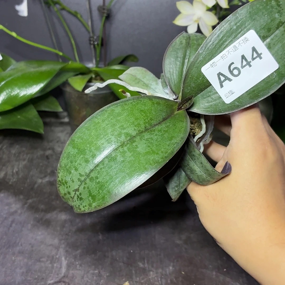 当前无花朵，栽培后可花朵A644yss1171贵族西交玛丽双苗
