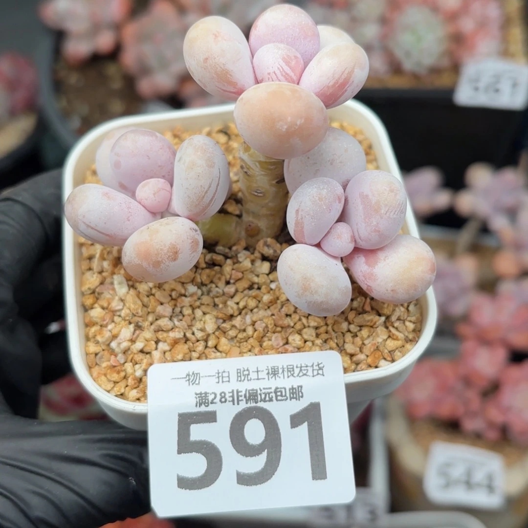 奶酪多肉无盆土发货