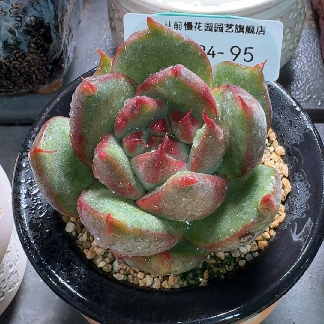 从前慢多肉精选编号0924..95