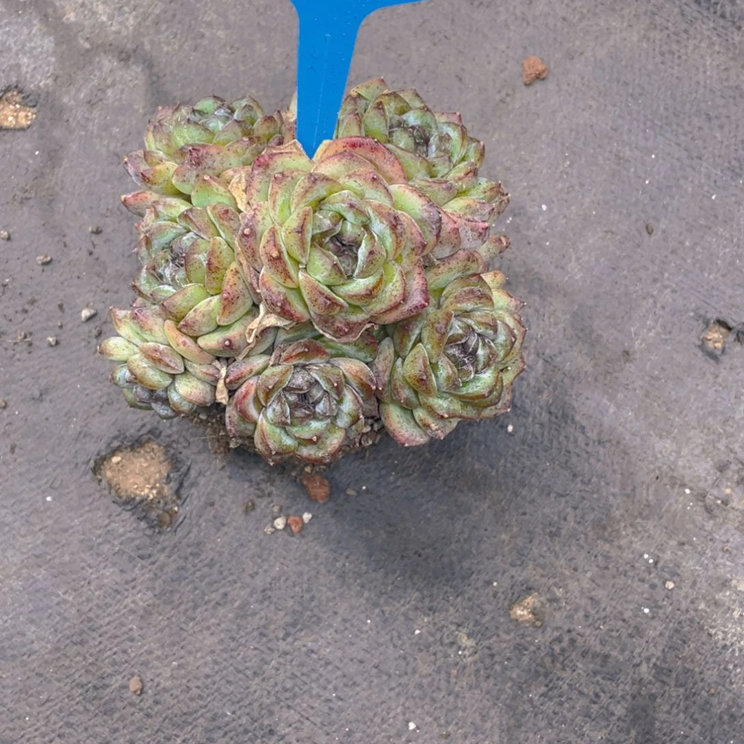 0629-46-黑橙大群一颗量拍