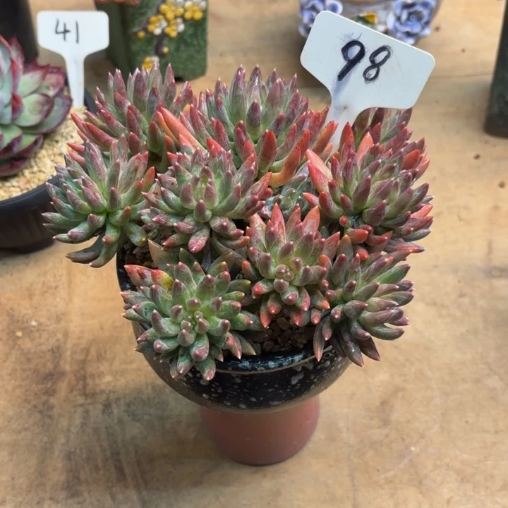 多肉植物，炫彩星98号