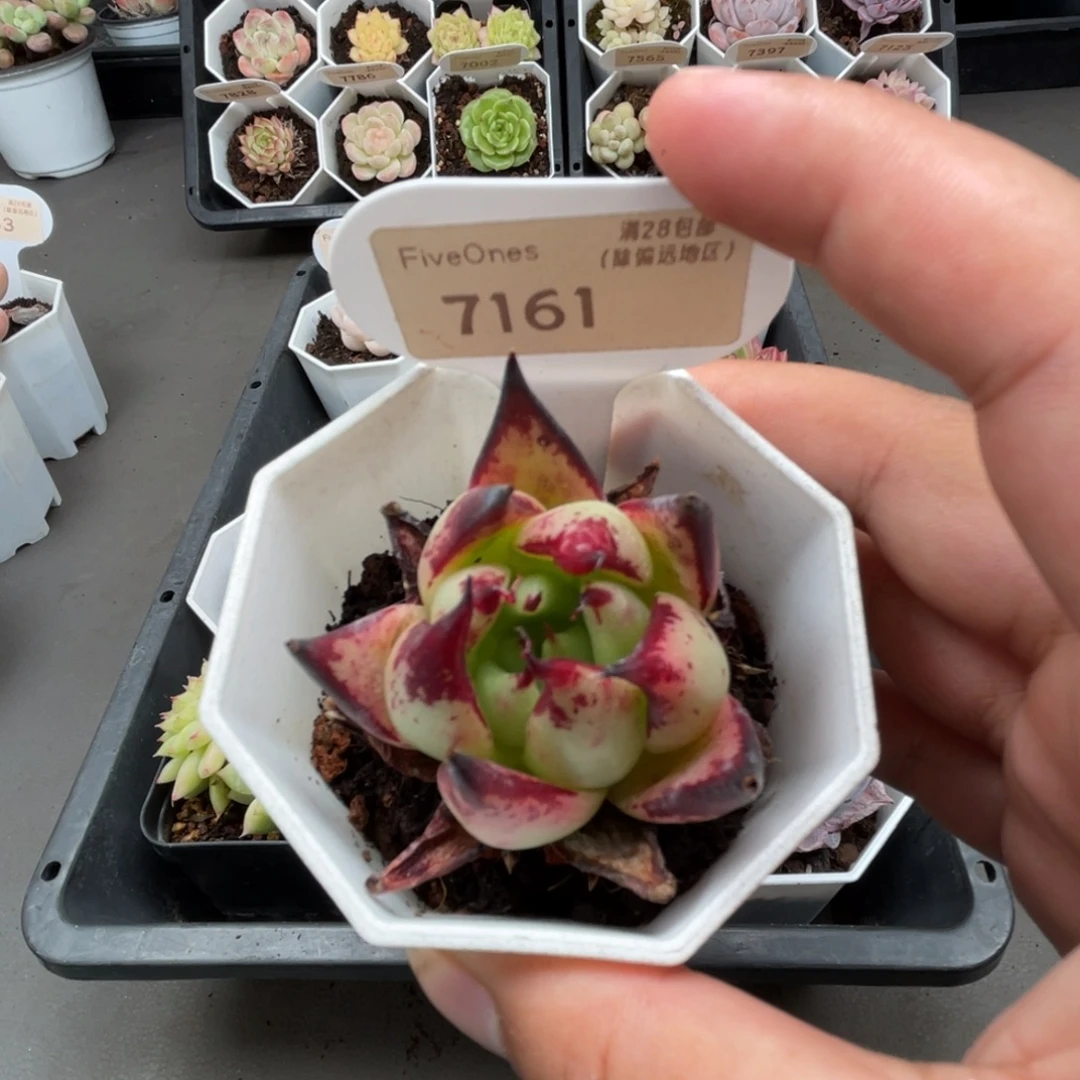 7161乌木 4.0厘米