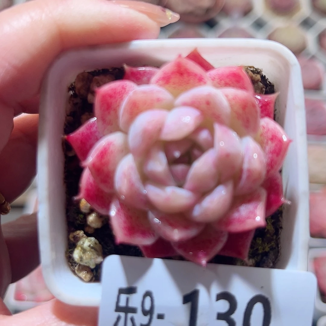 乐9-130 美瞳单头