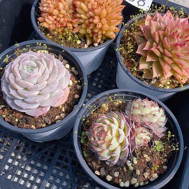 158 多肉植物盆栽花卉植物