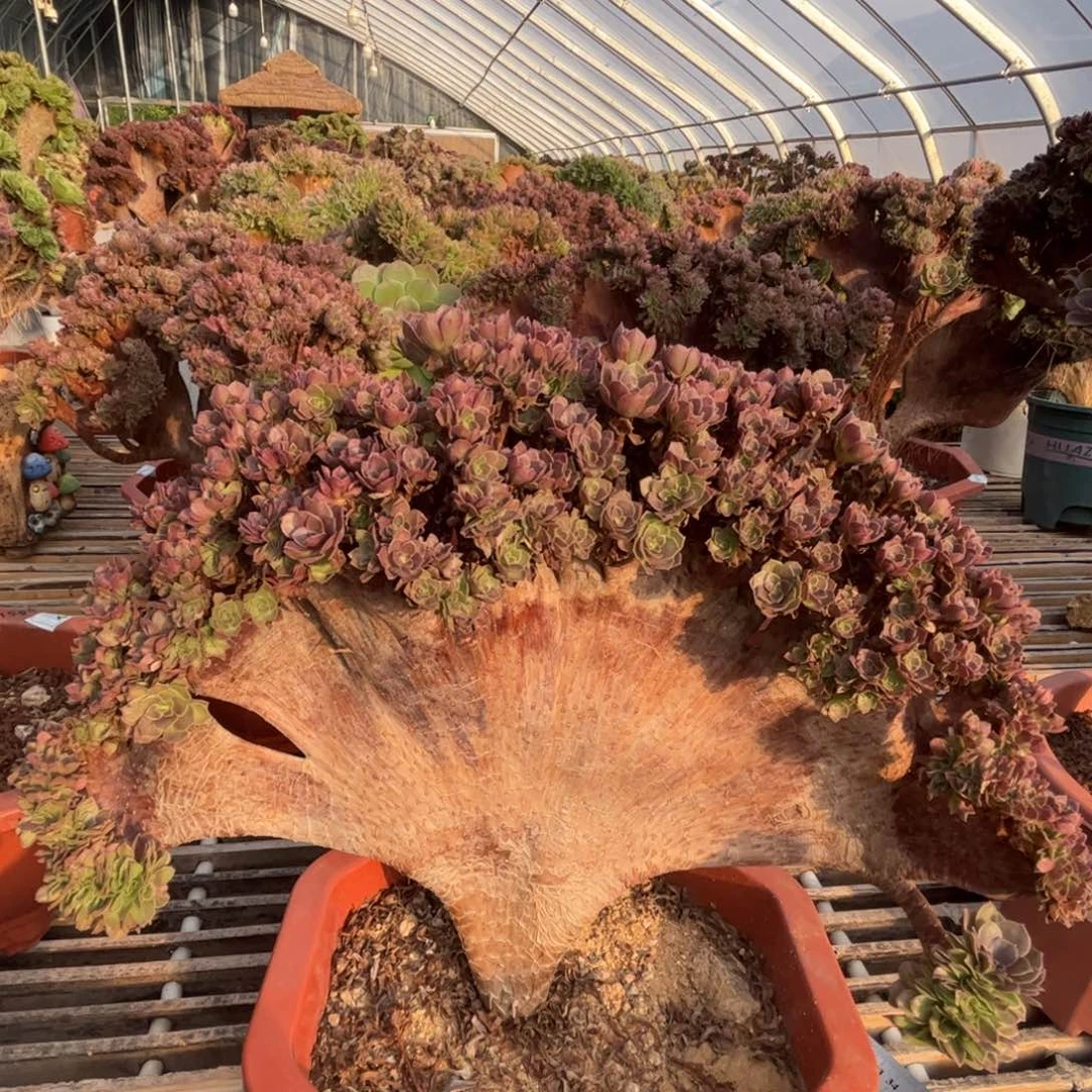 万圣节小精品朵朵缀