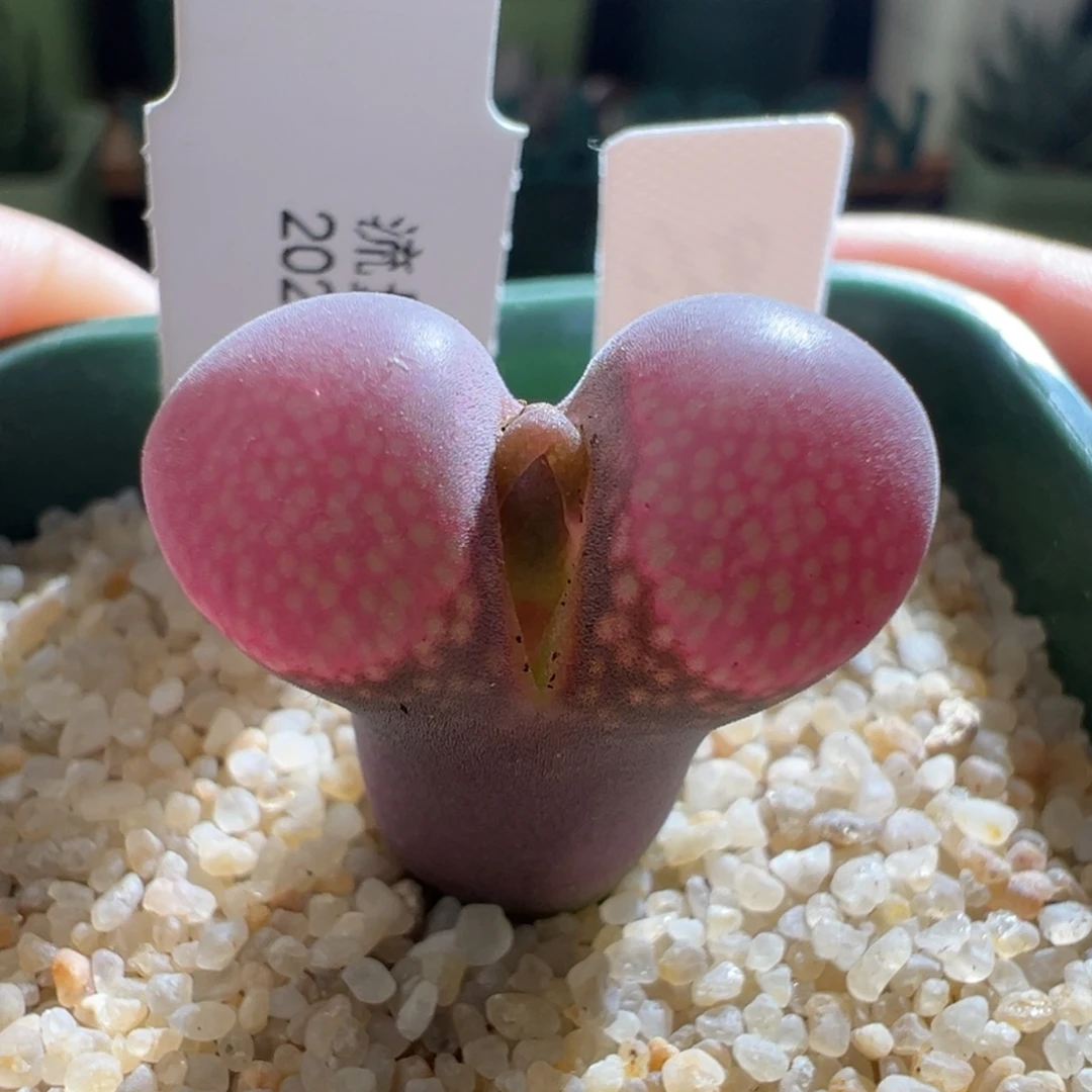 w/780 流量密码。4年。开白花 2.1cm